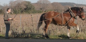 Le cheval Mézenc profite des airs de cornemuse mais participe également activement à la récolte